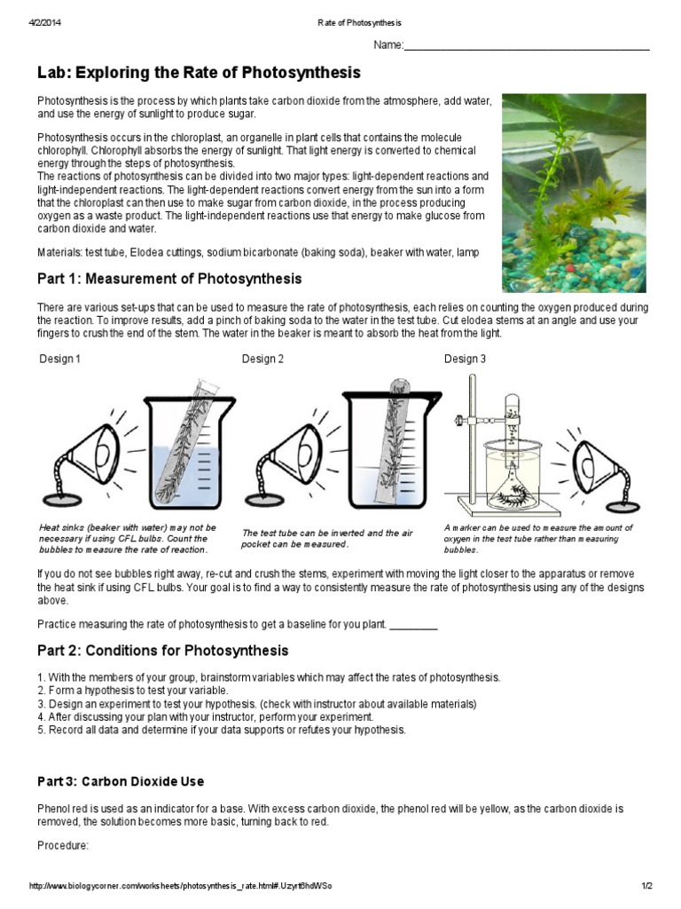Role of light in photosynthesis pdf image