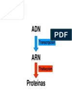 2 Transcripcion y Traduccion Parte 2