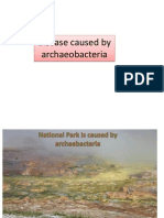 Disease Caused by Archaeobacteria