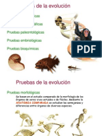 Pruebas de La Evolucion