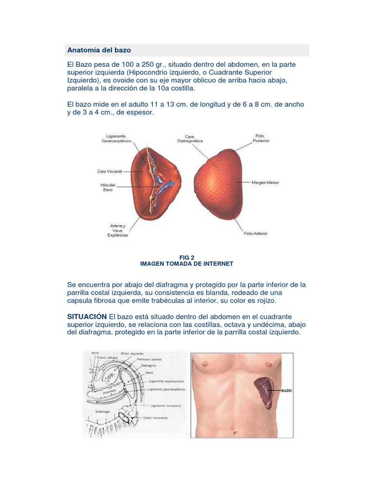 Anatomía Superficial Del Bazo Anatomía Del Bazo | PDF | Bazo