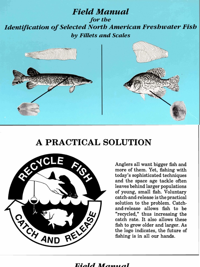 Fish Manual, PDF, Vertebral Column