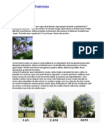 Despre Arborele Paulownia