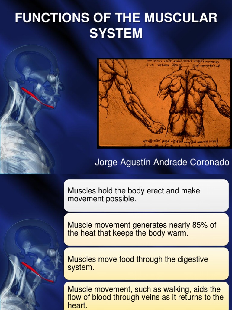 Functions of The Muscular System | PDF | Muscle | Blood