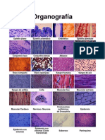 Organografía