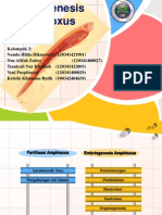 Embriogenesis Amphioxus