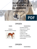 Evolución Del Caballo Frente A La Del Hombre