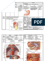 Esophagus & Stomach