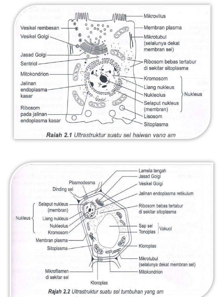 Sel Struktur Pdf