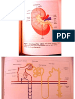 Ap. Renal