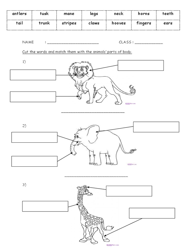 animals body parts exercise and wordsearch