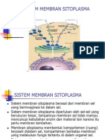 Retikulum Endoplasma