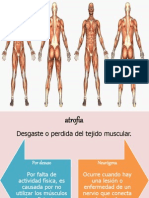 Bioquimica Musculos