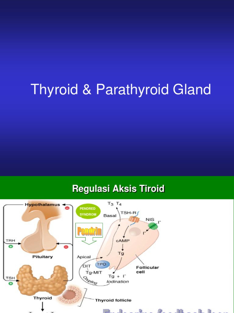 Thyroid Parathyroid (2012) | PDF | Hypothyroidism | Thyroid Stimulating ...