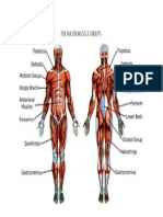 Major Muscle Groups