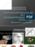 Hongos Entomopatogenos Bactericera
