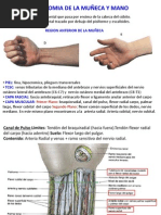Anatomía de la Mano: Región Palmar y Dorsal | PDF | Mano | Anatomía humana