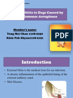 External Otitis in Dogs Caused by Pseudomonas Aeruginosa