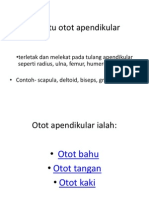 Apa Itu Otot Apendikular