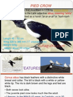 Pied Crow