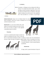 Jirafa PDF