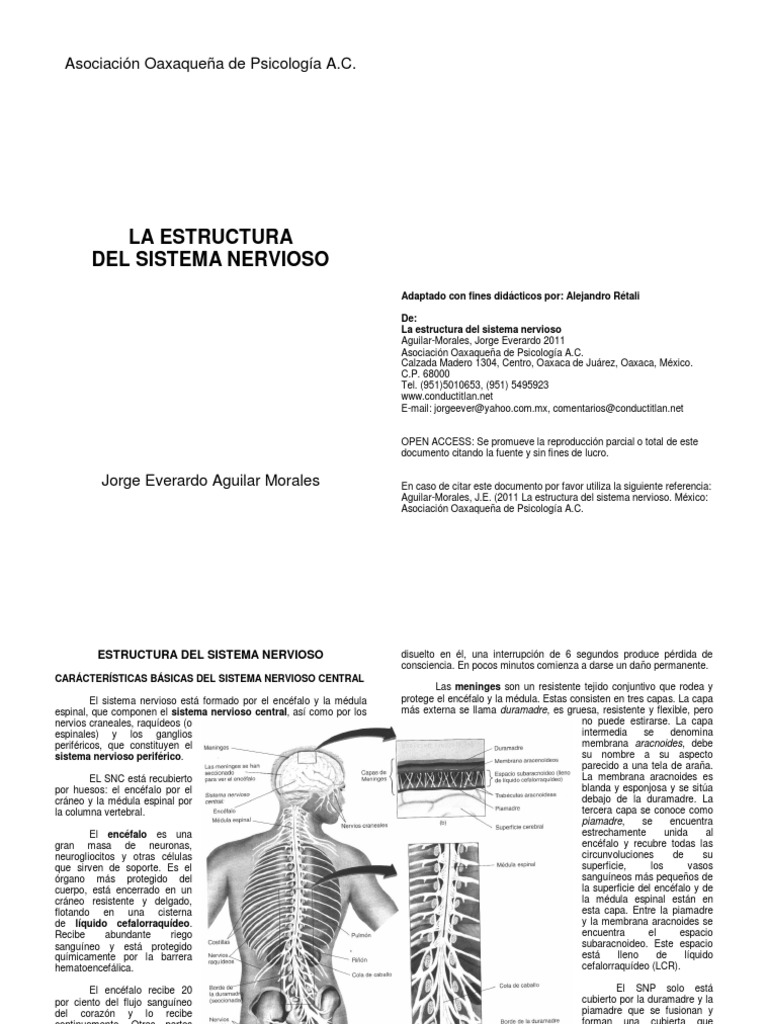 Estructura Del SNH | PDF | Cerebelo | Ganglios basales