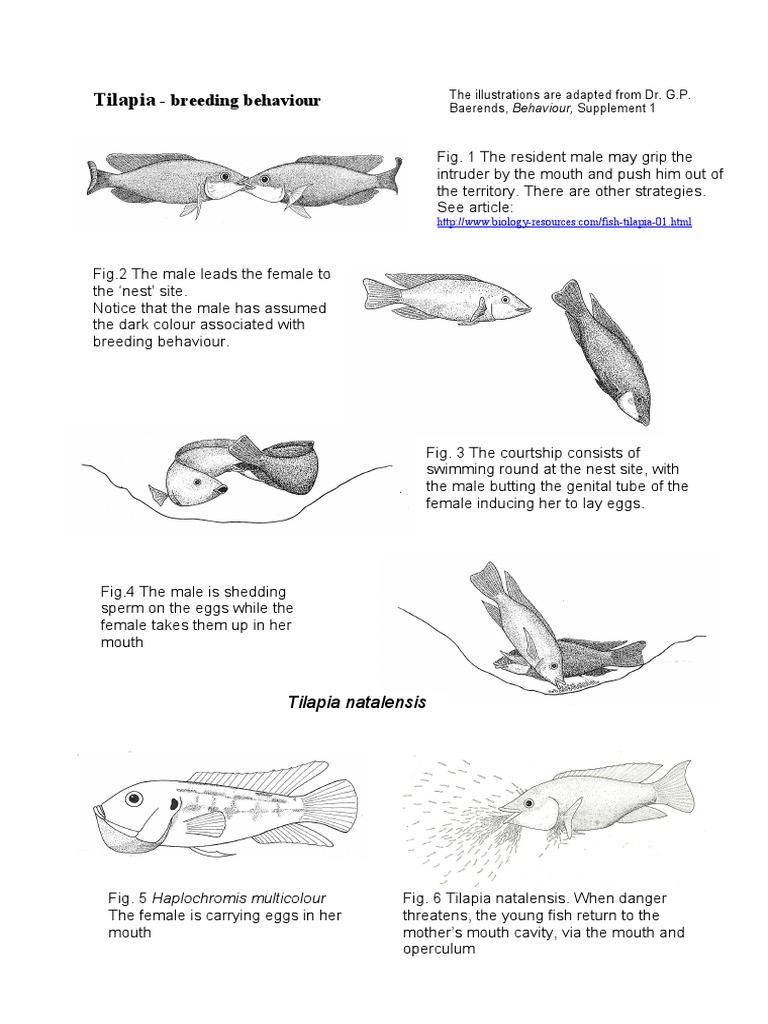 Tilapia Breeding Behavior Guide | PDF