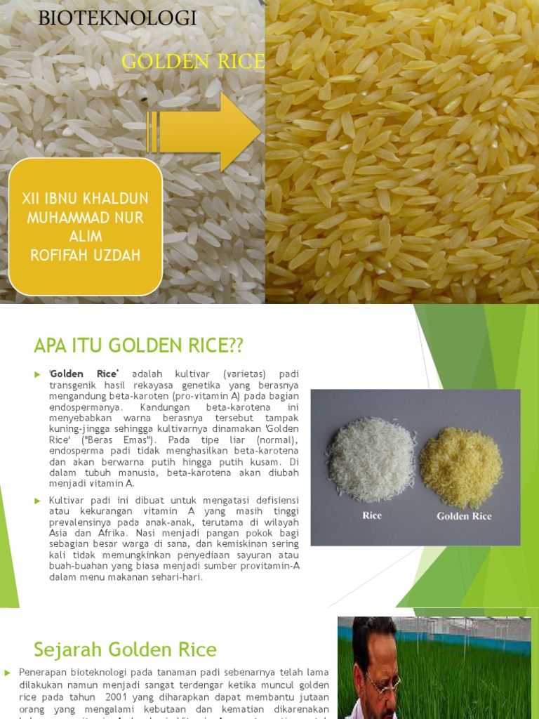 Kelompok 8 Golden Rice | PDF | Teknologi & Rekayasa
