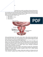 Anatomi Prostat