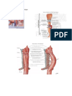 Gambar Anatomi Esofagus