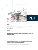 Memahami Dan Menjelaskan Anatomi Makroskopis Dan Mikroskopis Meninges