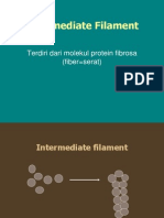Intermediate Filament