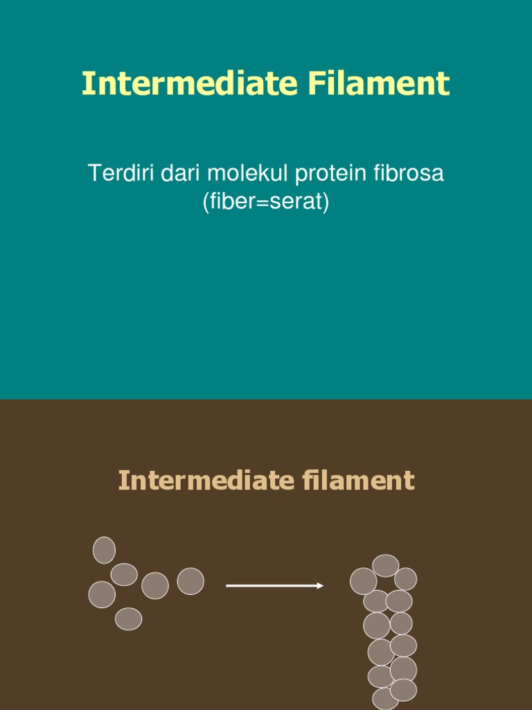 Intermediate Filament | PDF | Sains & Matematika