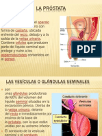 La próstata, vesículas seminales y cáncer testicular