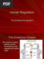 Human Regulation Endocrine