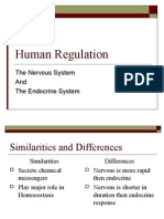 Human Regualtion Nervous System