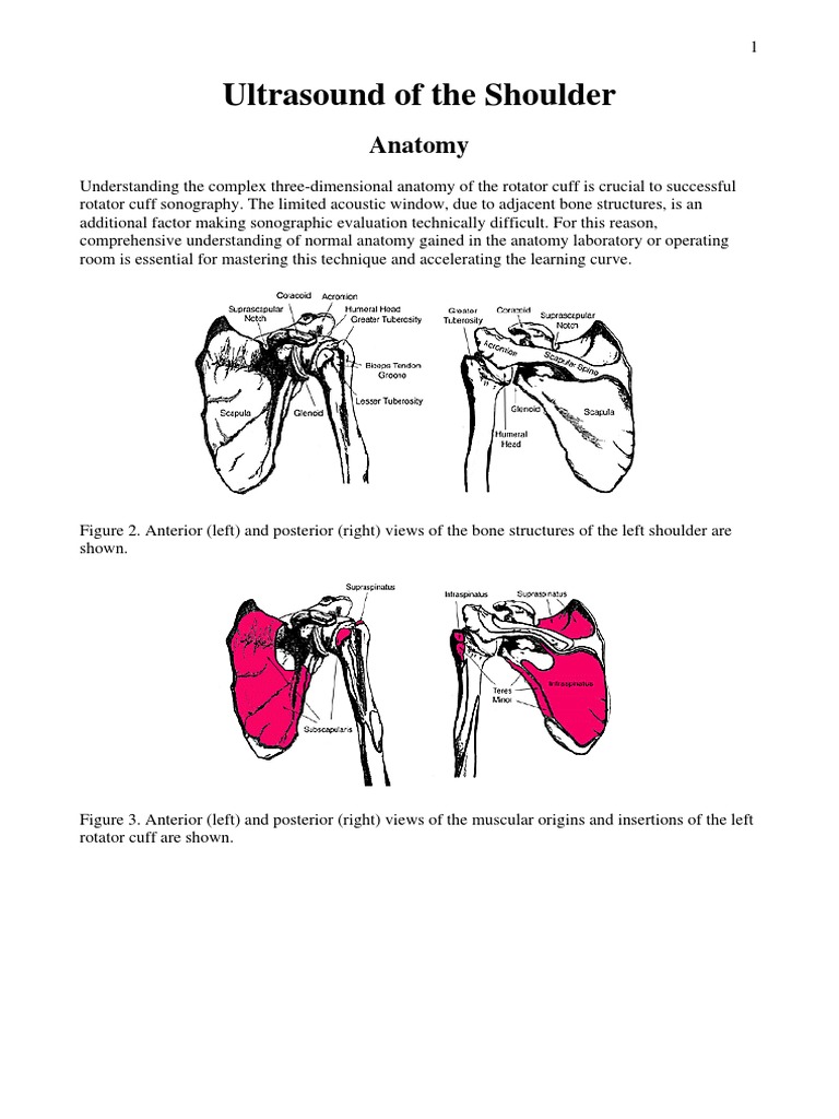 Ultrasound of the Shoulder Shoulder Medical Ultrasound