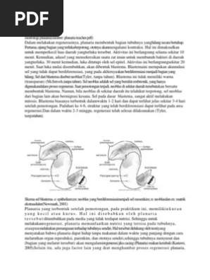 Morfologi Planaria