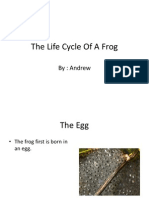 Frog Life Cycle