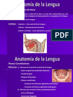 Aparato Bucal, Anatomia de La Lengua