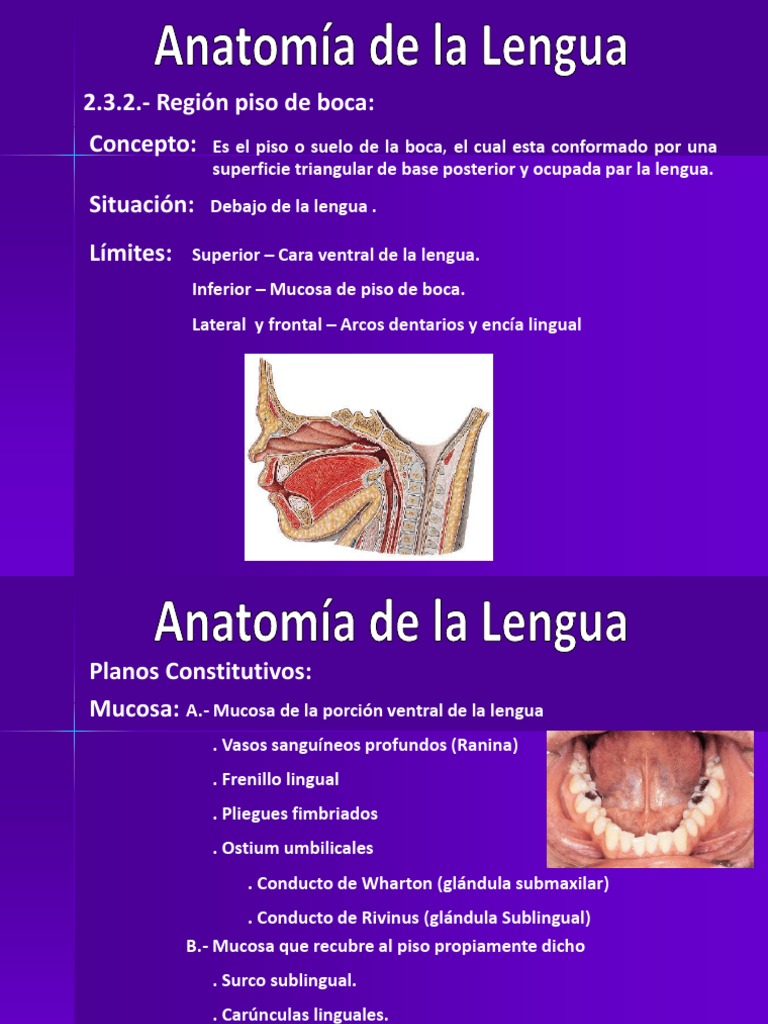 Aparato Bucal, Anatomia de La Lengua Lengua Anatomía humana