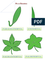 Clasificacion de Hojas