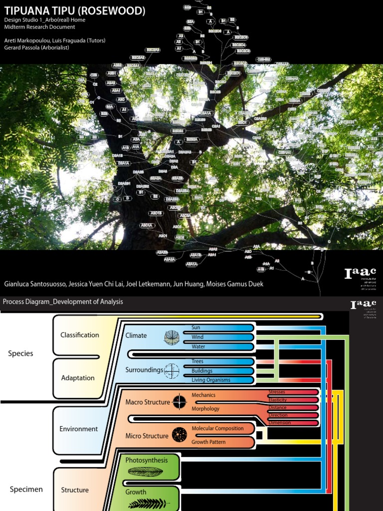 Tipuana Tipu Tree Research Guide | PDF | Bending | Elasticity (Physics)