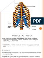 Colmna Vertebral