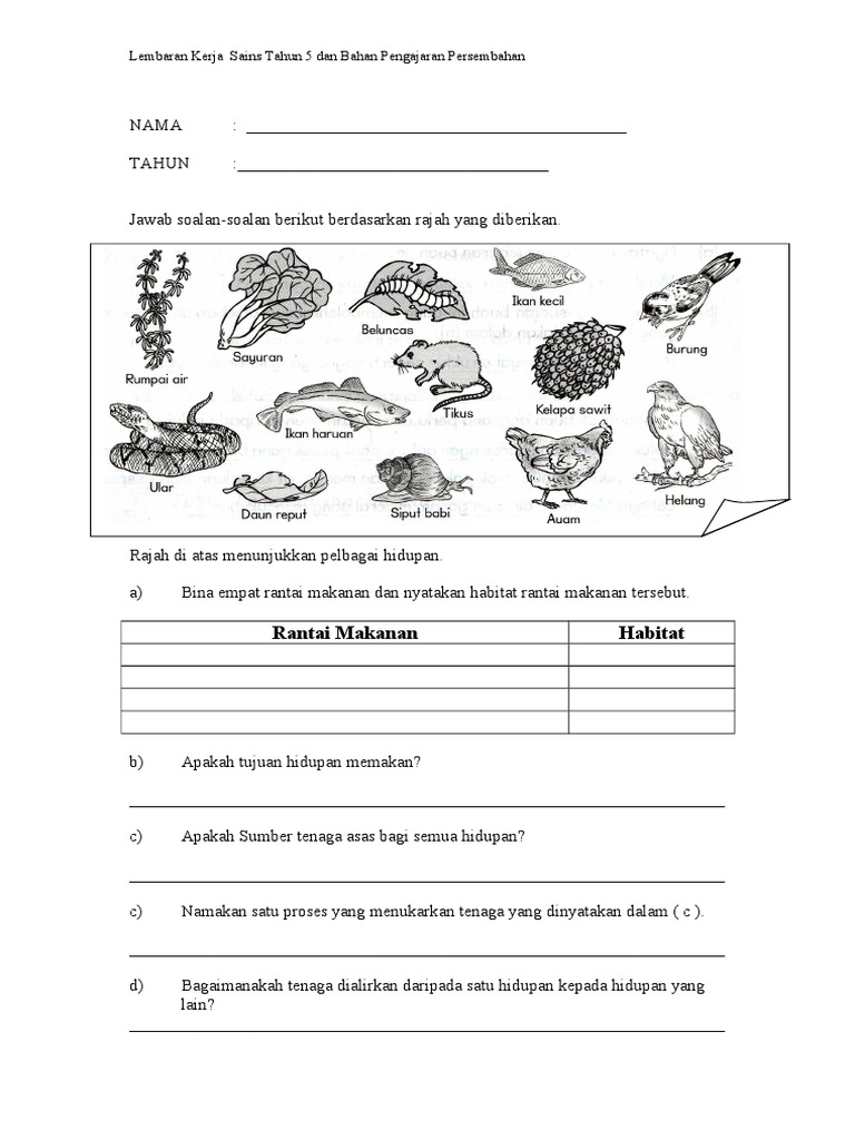 Lembaran Kerja Rantai Makanan Pdf