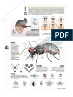 anatomía de los insectos (lamina) (c)