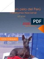 Perro Sin Pelo Del Perú