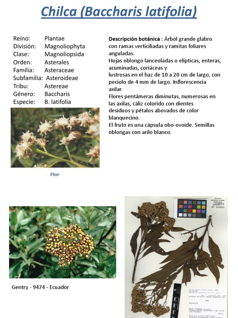 Propiedades y usos de la chilca | PDF