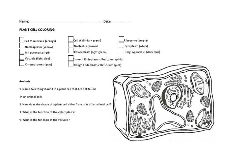 Animal Cells Coloring Pages