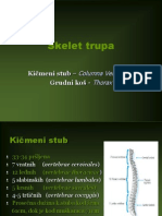 Skelet Trupa